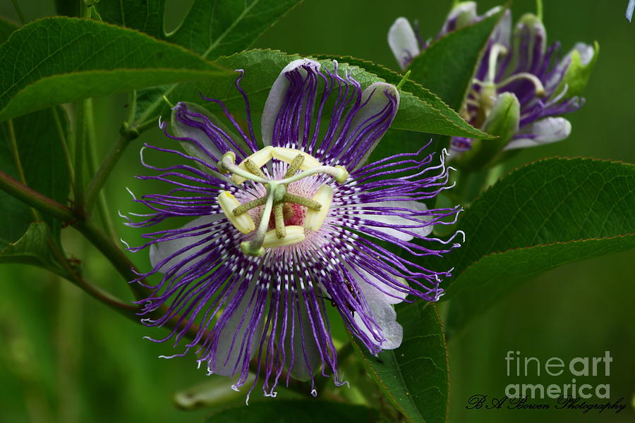 Purple Passion Flower Photograph by Barbara Bowen