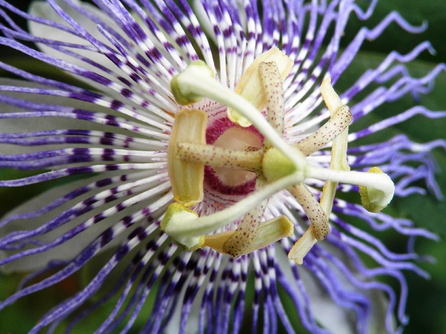 Purple Passion Flower Photograph by Belinda Lee
