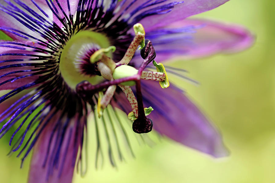 Nature Photograph - Purple Passion Flower by Debbie Oppermann