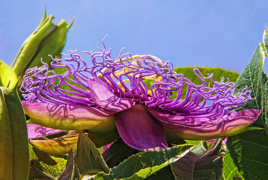 Nature Photograph - Purple Passion Flower  by HH Photography of Florida