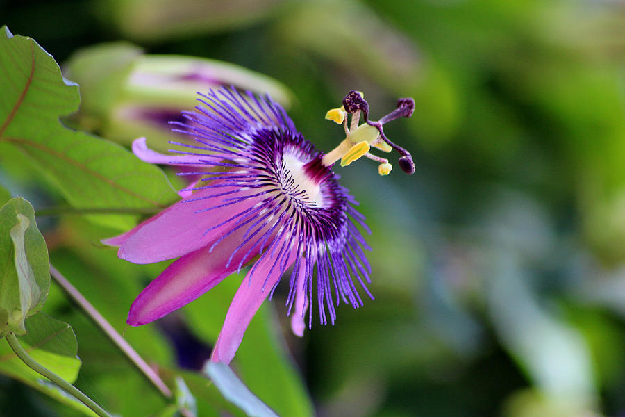 Purple Passion Flower Photograph by Living Color Photography Lorraine Lynch