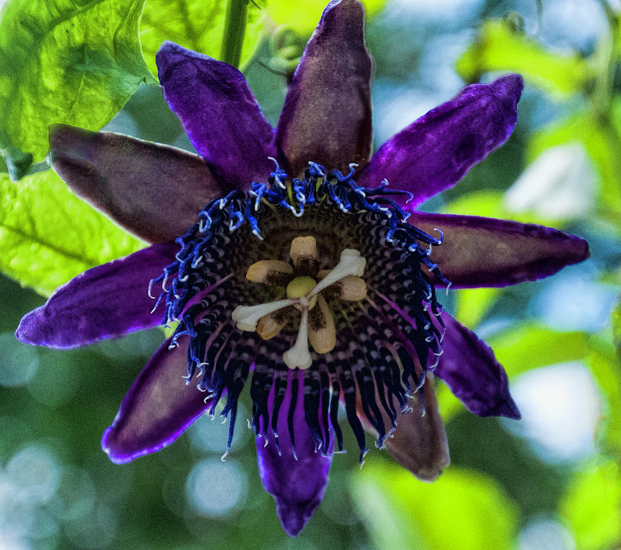 Flowers Still Life Photograph - Purple Passion Flower by Phyllis Taylor