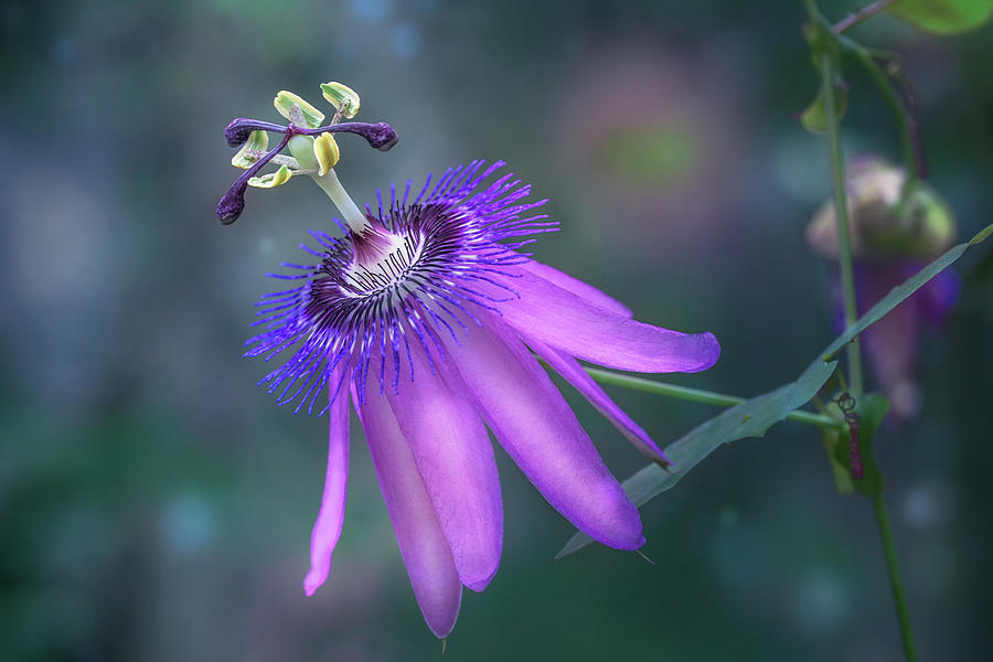 Purple Passion Flower Photograph by Tim Abeln