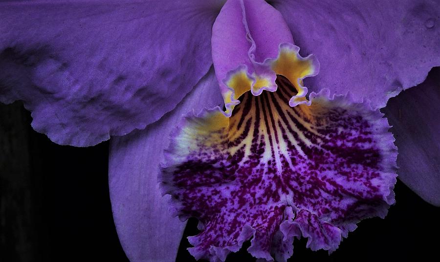 Purple Passion Orchid Photograph by Heidi Fickinger