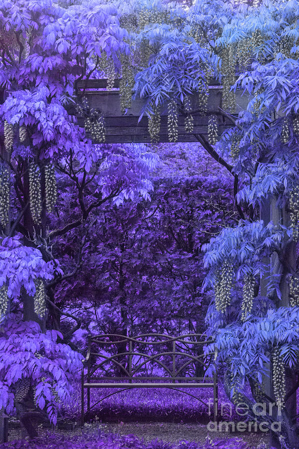 Purple Passion Photograph by Marilyn Cornwell Purple Passion Photograph by Marilyn Cornwell