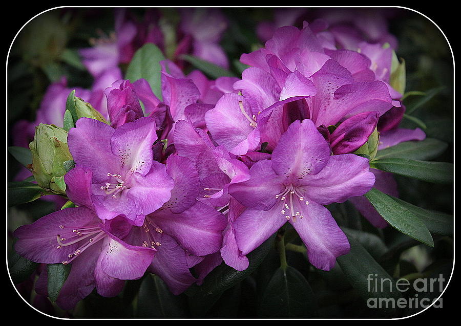 Purple Passion Rhododendron Photograph by Dora Sofia Caputo