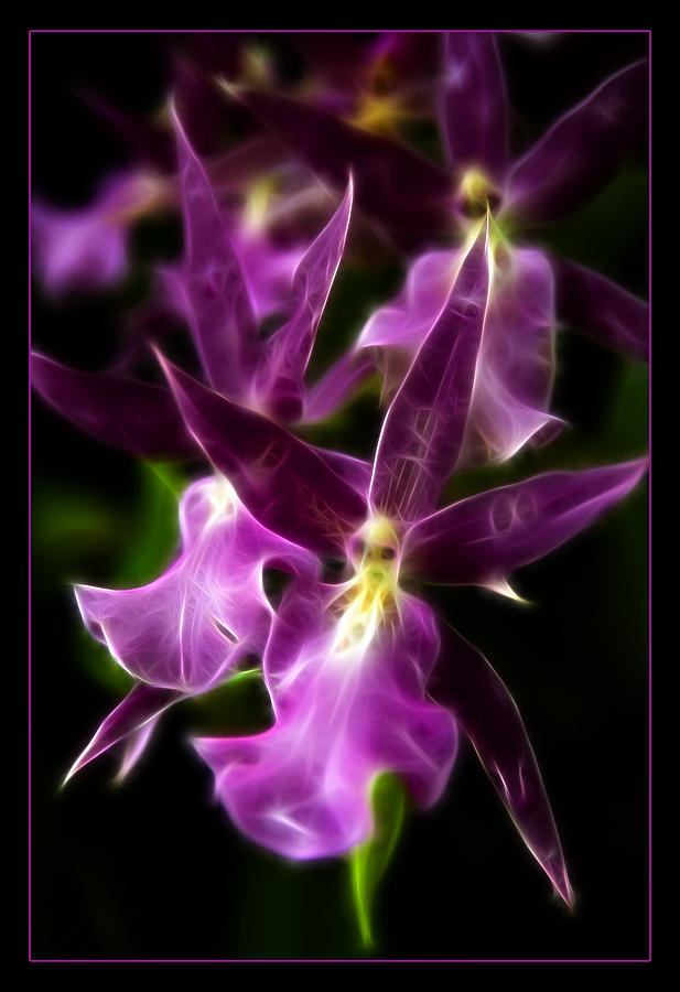 Orchid Photograph - Purple Passion by Ricky Barnard
