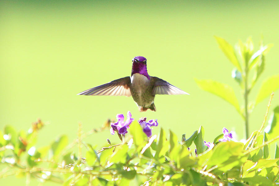 Hummingbird Photograph - Purple Passion by Shoal Hollingsworth