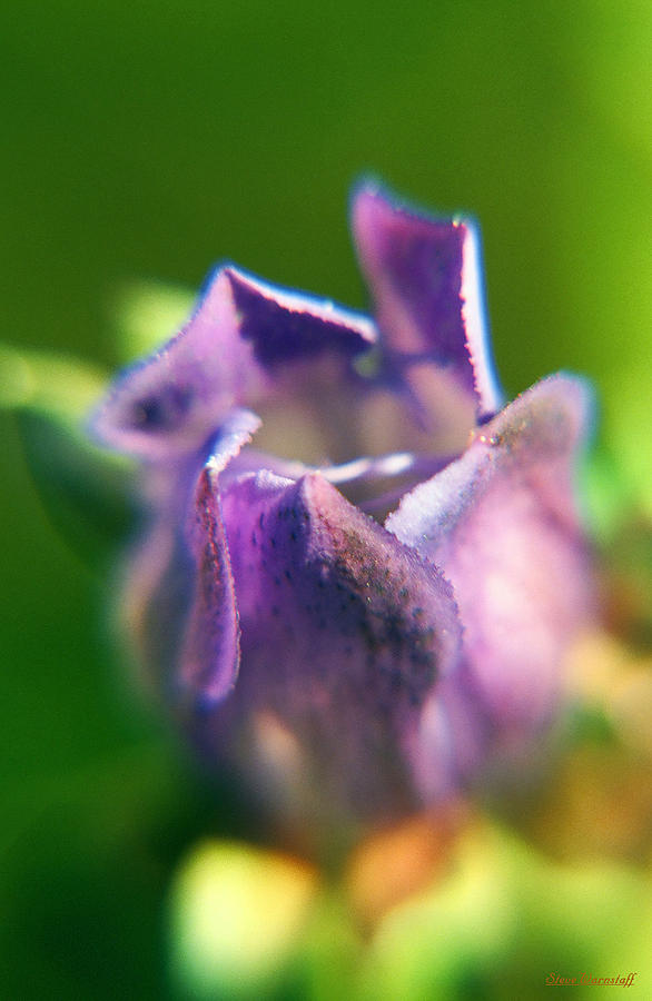Wildflower Photograph - Purple Passion by Steve Warnstaff