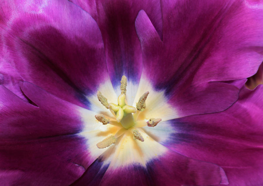 Purple Passion Tulip Photograph by Sheila Brown