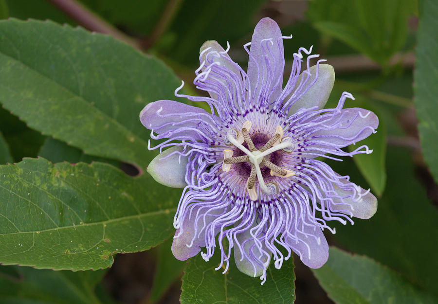 Purple Passionflower #2 Photograph by Paul Rebmann