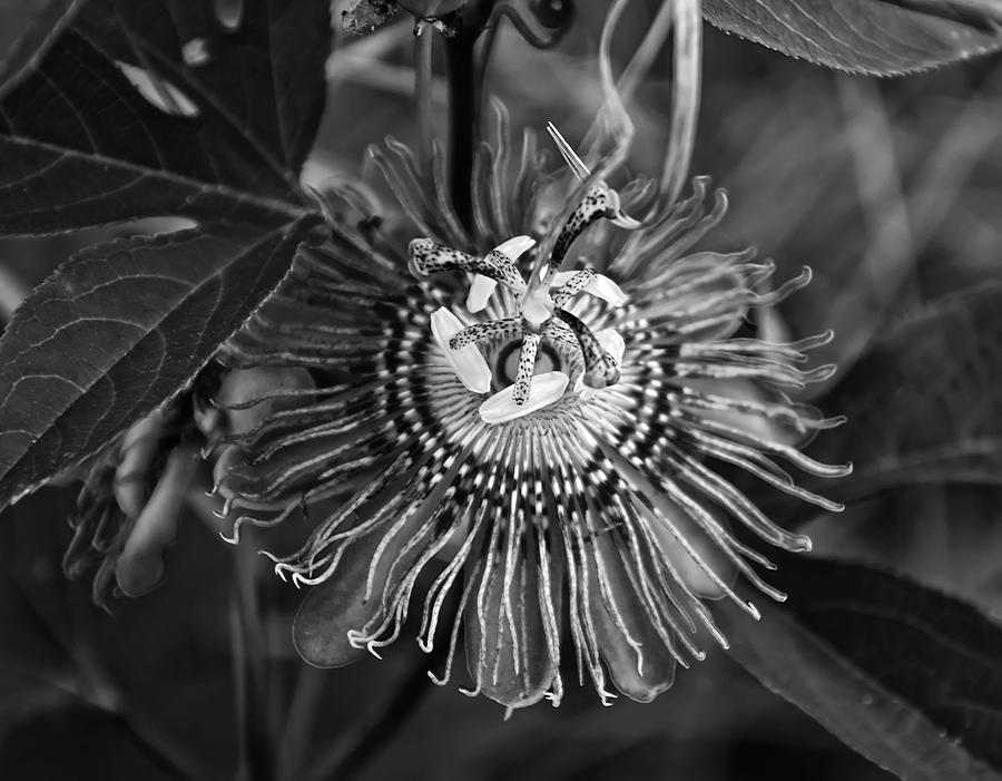 Purple Passionflower BW Photograph by Flees Photos