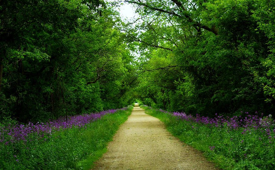 Purple Path Photograph by Denise Irving