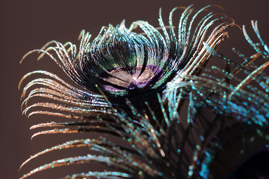 Purple Peacock Feather Photograph by Angela Murdock