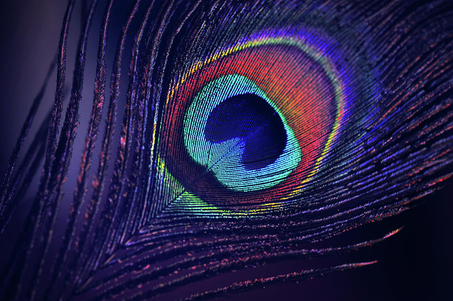 Peacock Photograph - Purple Peacock Feather by Jenny Rainbow