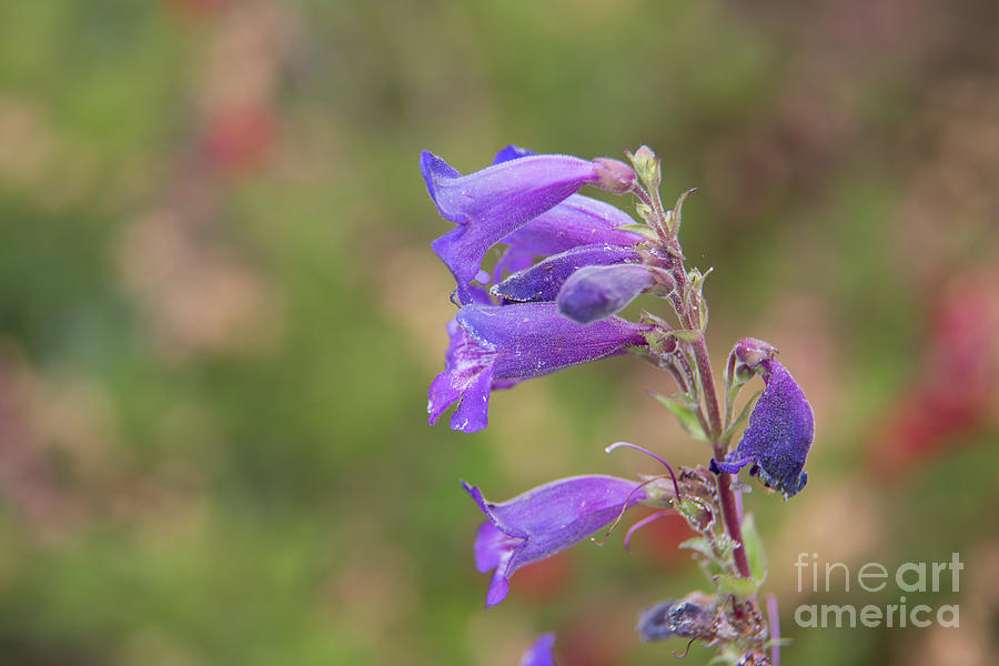 Purple Flower Photograph - Purple Penstemon 8B3469 by Stephen Parker