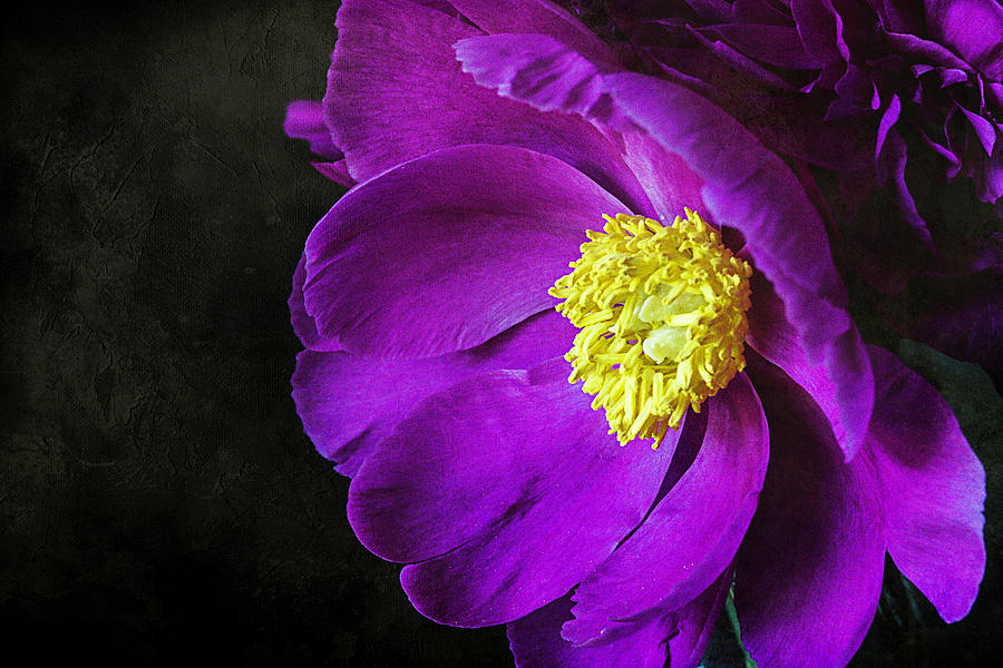 Purple Peony Photograph by Cindi Ressler