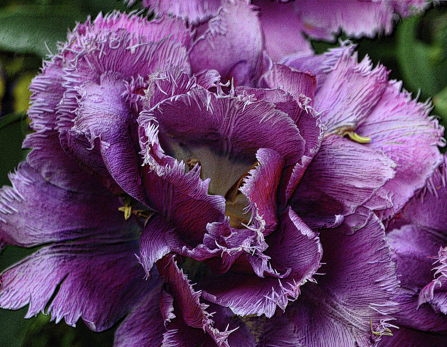 Purple Peony Photograph by Nadalyn Larsen