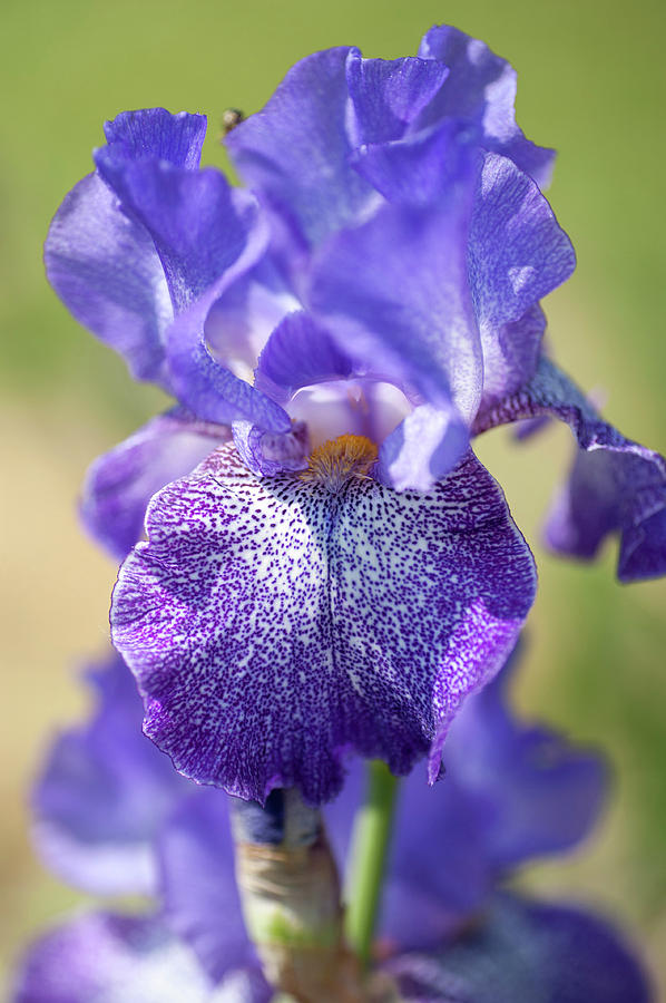 Purple Pepper. The Beauty of Irises Photograph by Jenny Rainbow