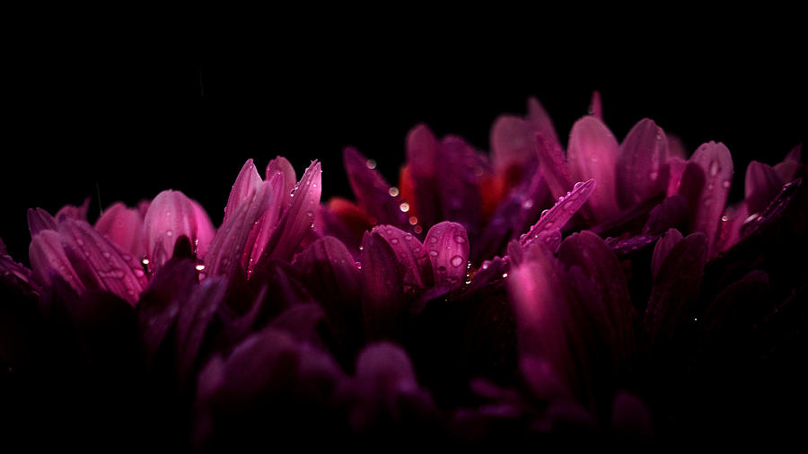 Nature Digital Art - Purple Perennial by Carol Crisafi