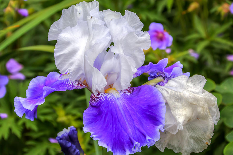 Iris Photograph - Purple Perfection 00115 by Kristina Rinell