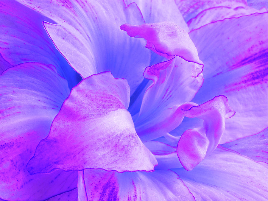 Purple Petals Abstract Photograph by Gill Billington