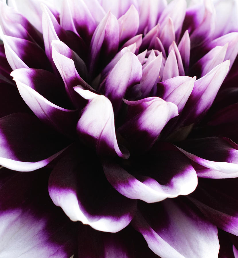 Purple Petals Photograph by Angel Bentley