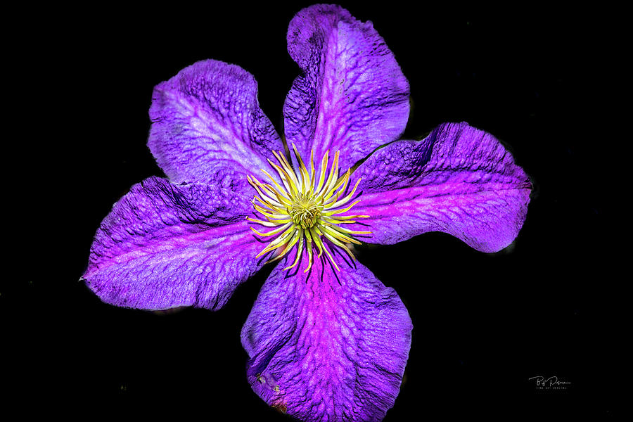 Purple Petals  Photograph by Bill Posner