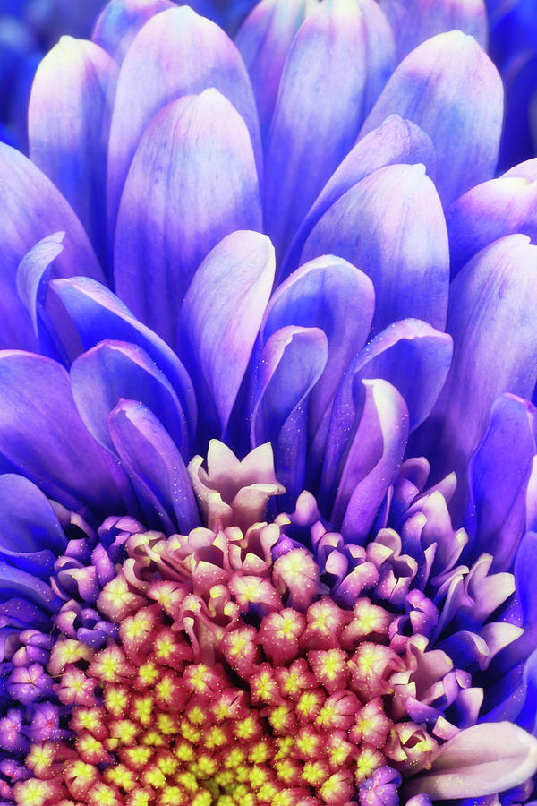 Purple Petals Photograph by Christopher Johnson