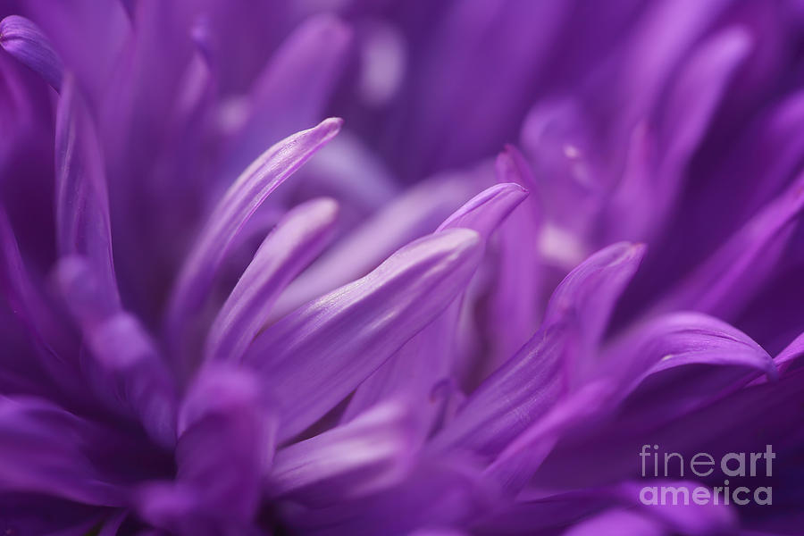 Purple Petals.. Photograph