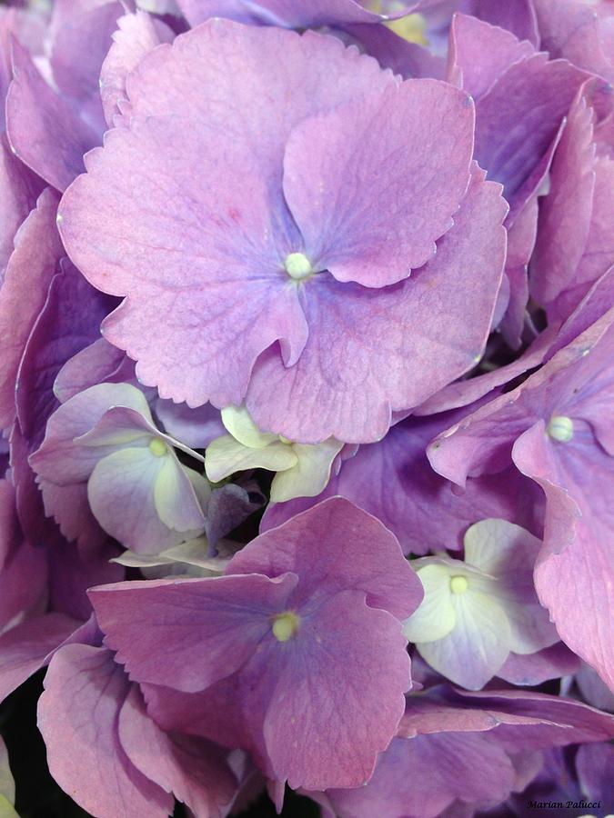 Purple Petals Photograph by Marian Lonzetta