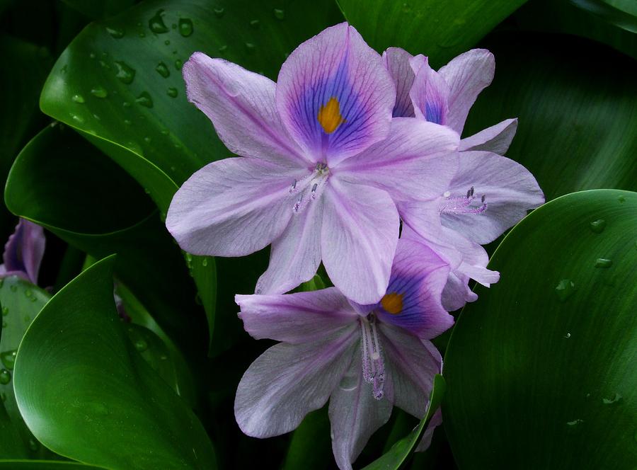 Purple Petals Photograph by Michiale Schneider