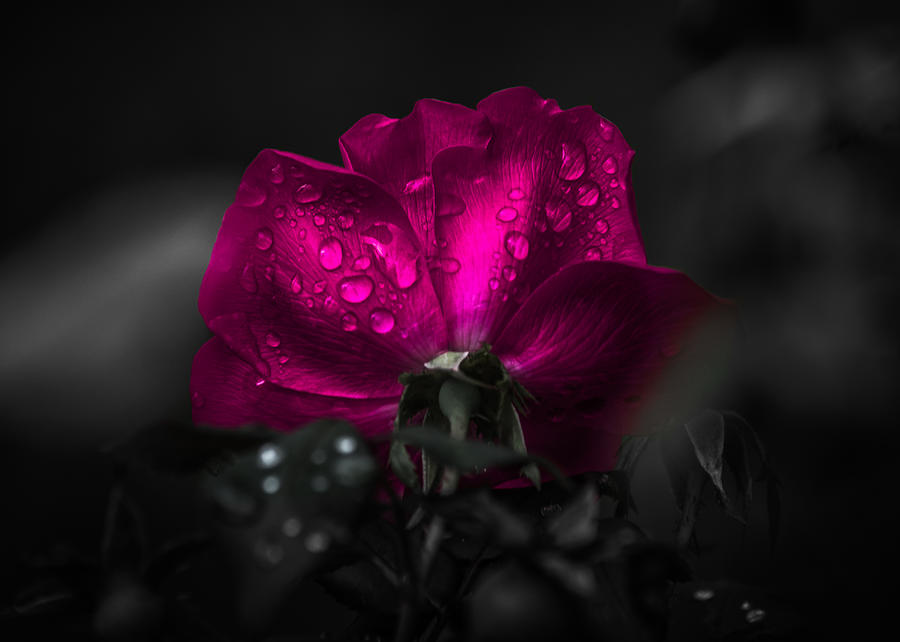 Purple Petals Photograph by Parker Cunningham