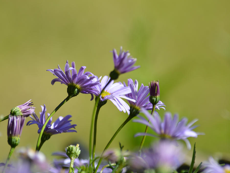 Daisy Photograph - Purple petals by Sharon Lisa Clarke