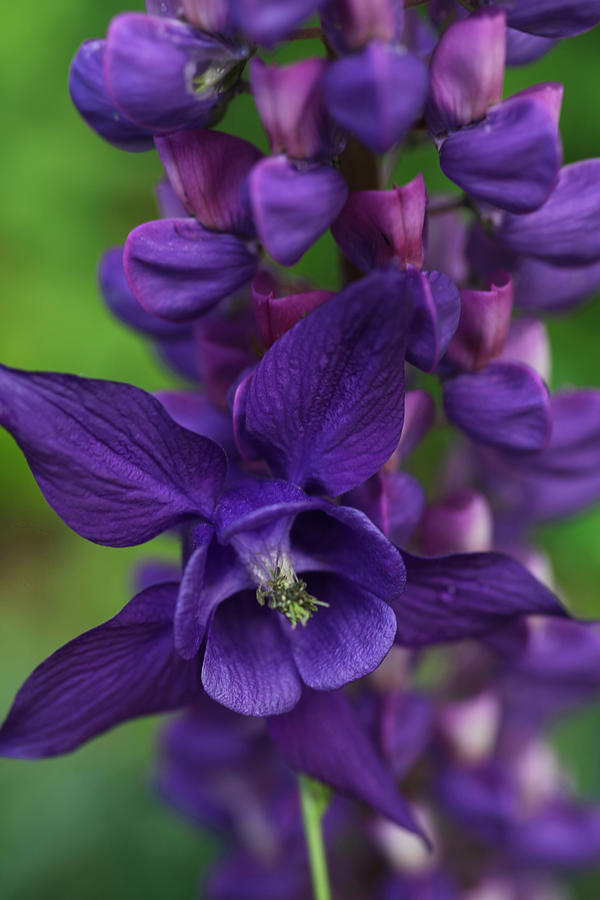 Purple Petals Photograph by Tammy Pool