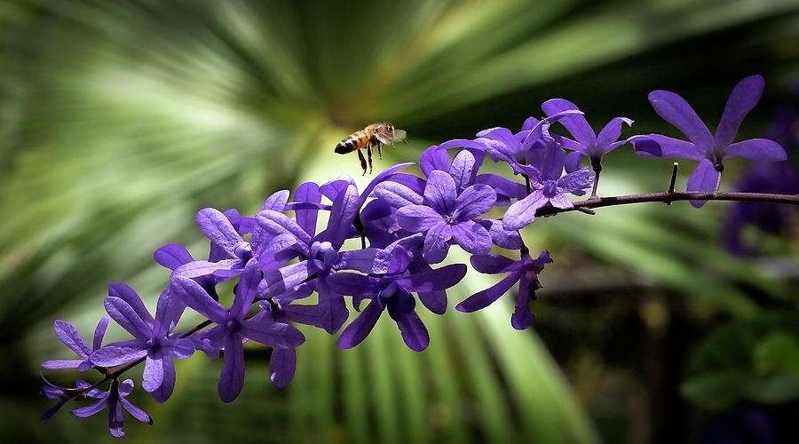 Nature Photograph - Purple Petrea and bee by Guy Roberts