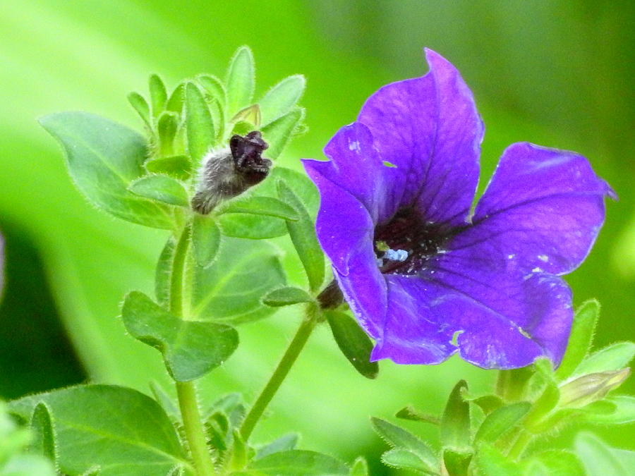 Purple Petunia Photograph by Betty-Anne McDonald