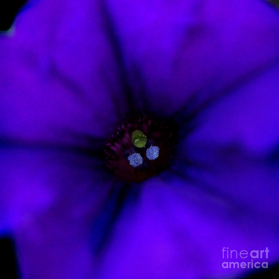 Purple Petunia Close-up Photograph by Karen Adams