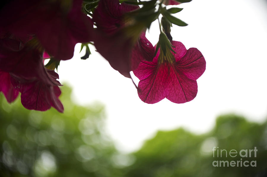 Summer Photograph - Purple Petunia by Elaine Mikkelstrup
