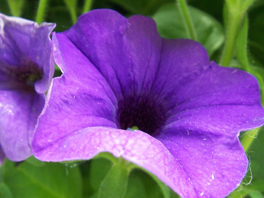 Nature Photograph - Purple Petunia by Ellen B Pate