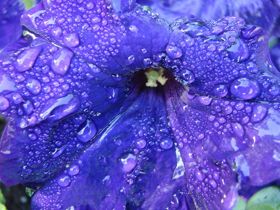 Purple Petunia Photograph by Liz Vernand