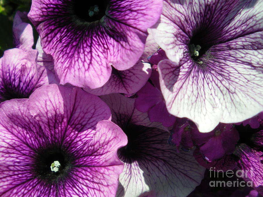 Purple Petunia Paradise Photograph by Sonya Chalmers