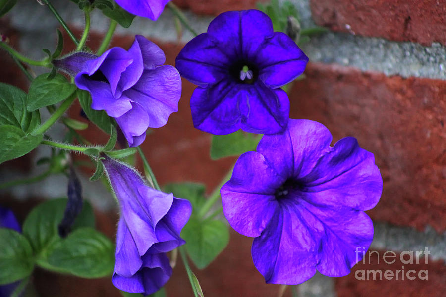 Purple Petunias Photograph by Karen Adams