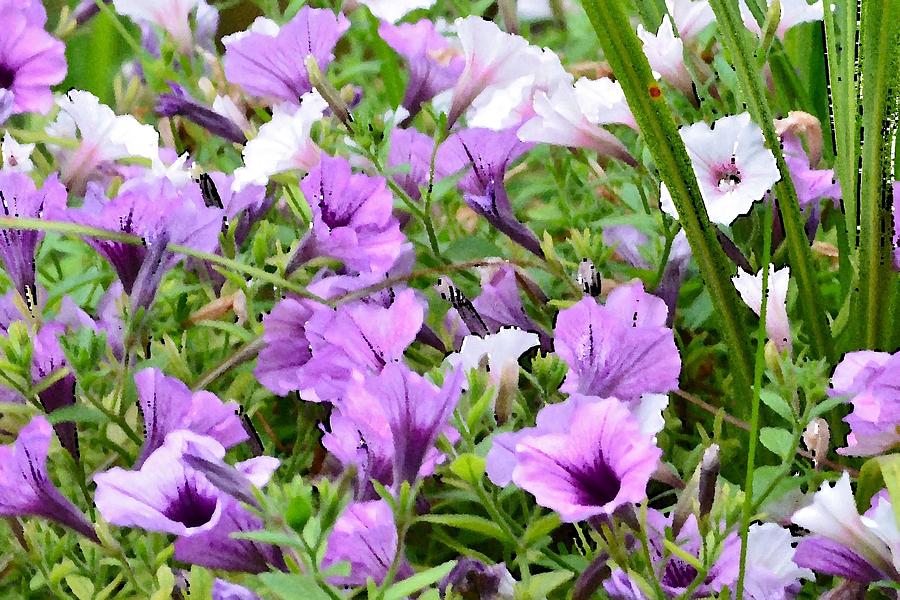Purple Petunias Photograph by Kim Bemis