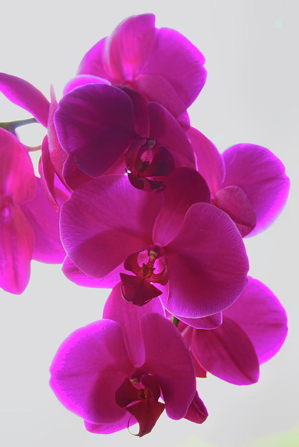 Purple Phalaenopsis Orchids Photograph by Dale Kauzlaric