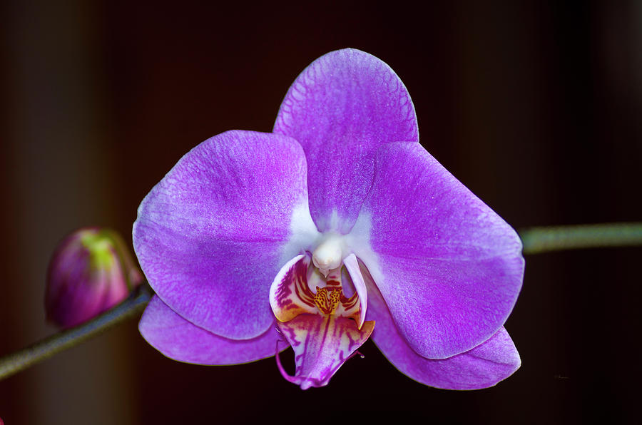 Purple Phalaenopsis Orchid Photograph By RDN Photography   Pixels