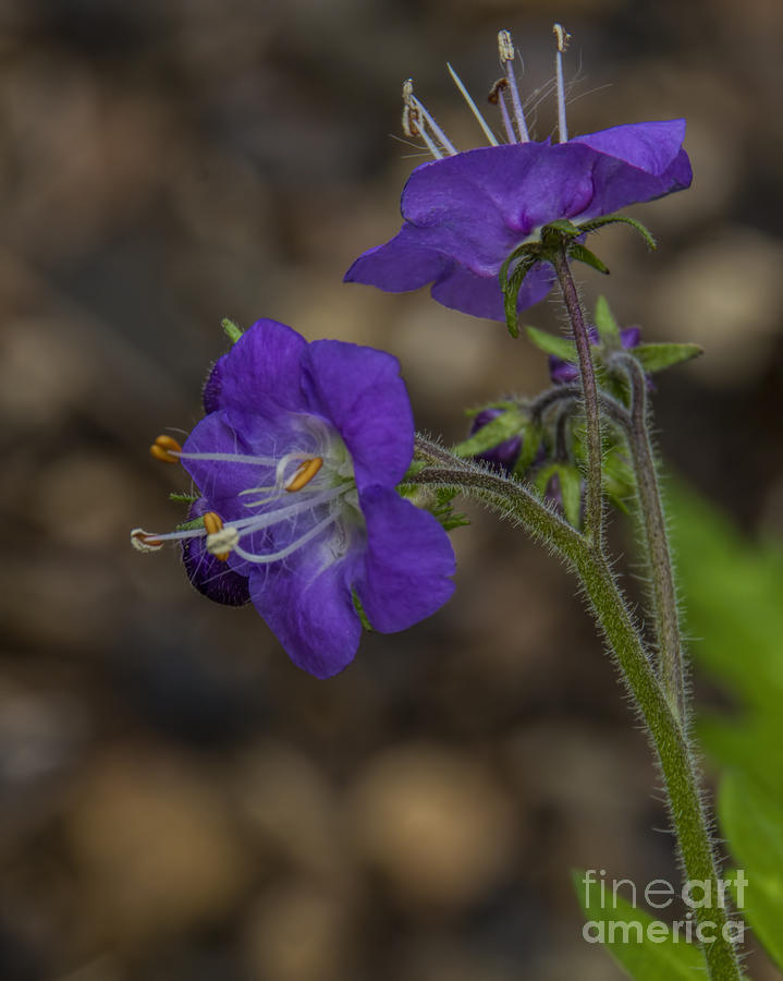 Wildflowers Photograph - Purple Phalcelia by Barbara Bowen