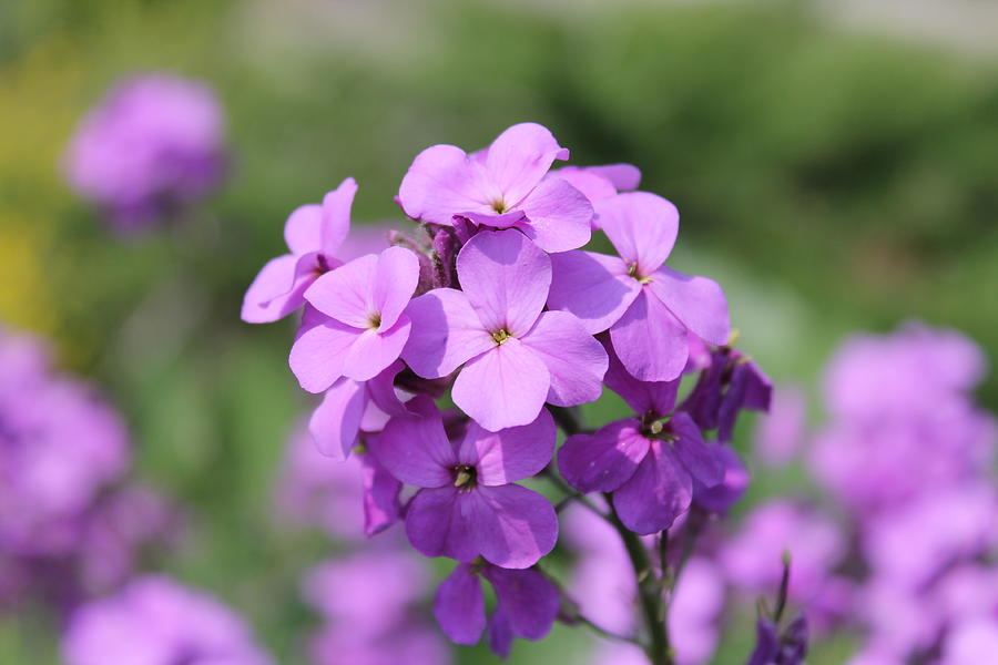 Purple Honesty Photograph by Philip Porteus - Fine Art America