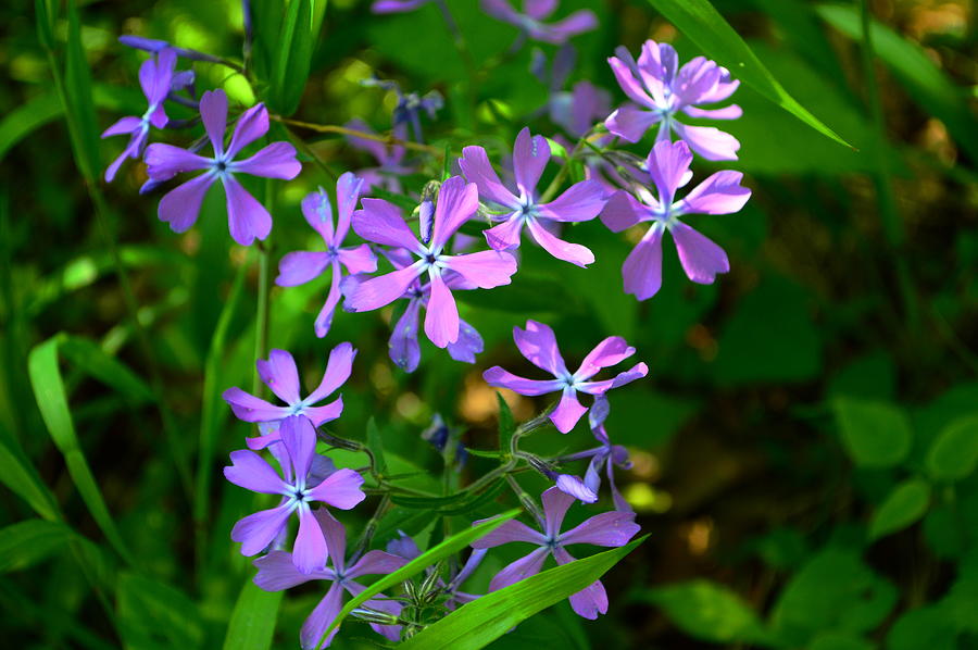 Purple Phlox in the Woods Photograph by Stacie Siemsen