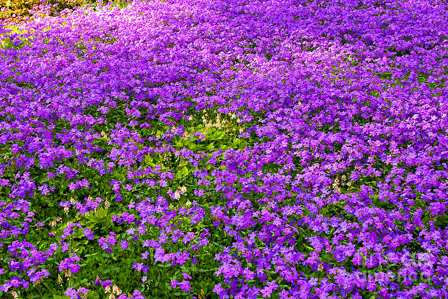 Flower Photograph - Purple Phlox by Rich Walter